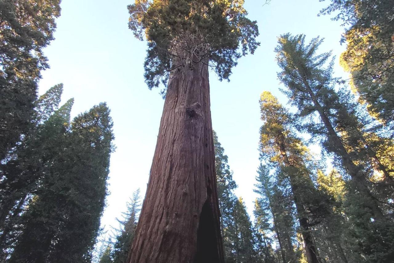 Willa Sequoia Glen Wilsonia Zewnętrze zdjęcie